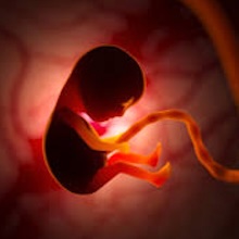 Transfert Embryonnaire